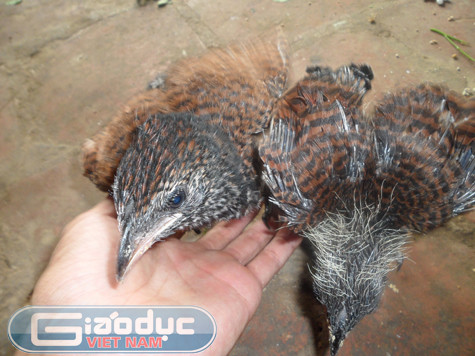 "Trước đây mỗi khi đi rừng và quanh các lùm cây trong khu vực này chúng tôi bắt gặp loại chim này thường xuyên nên không có gì lạ cả. Đôi chim mà anh T. bắt được nó chỉ to hơn các con khác một chút và do bây giờ loài bìm bịp đang bị săn bắn, bẫy rập nhiều nên số lượng đã giảm đi đáng kể nên đối với những ai chưa gặp thì mới thấy lạ thôi" - cụ Bùi Văn Lục (72 tuổi) nhà ở xã Tân Vinh (Lương Sơn, Hòa Bình) cho biết. "Trước đây mỗi khi đi rừng và quanh các lùm cây trong khu vực này chúng tôi bắt gặp loại chim này thường xuyên nên không có gì lạ cả. Đôi chim mà anh T. bắt được nó chỉ to hơn các con khác một chút và do bây giờ loài bìm bịp đang bị săn bắn, bẫy rập nhiều nên số lượng đã giảm đi đáng kể nên đối với những ai chưa gặp thì mới thấy lạ thôi" - cụ Bùi Văn Lục (72 tuổi) nhà ở xã Tân Vinh (Lương Sơn, Hòa Bình) cho biết.