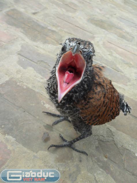 Đặc biệt, anh T. cho biết đôi chim này tuy còn non nhưng đã ra rất hung dữ, mỗi khi có người đến gần là chúng xù lông, xõa cánh mổ tới tấp đồng thời phát ra những tiếng kêu, rít "phì phì, khè khè" rất chói tai như tiếng rắn hổ mang phì. Ngoài ra đôi "chim lạ" này chỉ ăn thịt chứ không ăn bất cứ thứ gì khác. Đặc biệt, anh T. cho biết đôi chim này tuy còn non nhưng đã ra rất hung dữ, mỗi khi có người đến gần là chúng xù lông, xõa cánh mổ tới tấp đồng thời phát ra những tiếng kêu, rít "phì phì, khè khè" rất chói tai như tiếng rắn hổ mang phì. Ngoài ra đôi "chim lạ" này chỉ ăn thịt chứ không ăn bất cứ thứ gì khác.