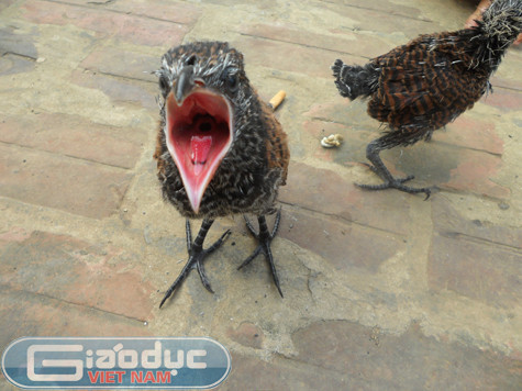 Anh Bùi Văn T. ở xóm Đồng Chúi (xã Tân Vinh, Lương Sơn, Hòa Bình) cho biết cách đây gần 1 tuần, trong khi đi chặt tre trong vườn nhà đã phát hiện và bắt được một tổ chim khá lớn có kích thước bằng cái thúng được đan, kết bằng cành cây và lá cây khô. Bên trong tổ có 2 con chim non mà theo như lời anh T. cho biết là "rất lạ" với màu lông vằn đan xen giữa vàng và đen. Chân có màu đen tuyền với móng vuốt rất sắc nhọn, khi cân lên có khối lượng 0,4kg mỗi con. Anh Bùi Văn T. ở xóm Đồng Chúi (xã Tân Vinh, Lương Sơn, Hòa Bình) cho biết cách đây gần 1 tuần, trong khi đi chặt tre trong vườn nhà đã phát hiện và bắt được một tổ chim khá lớn có kích thước bằng cái thúng được đan, kết bằng cành cây và lá cây khô. Bên trong tổ có 2 con chim non mà theo như lời anh T. cho biết là "rất lạ" với màu lông vằn đan xen giữa vàng và đen. Chân có màu đen tuyền với móng vuốt rất sắc nhọn, khi cân lên có khối lượng 0,4kg mỗi con.