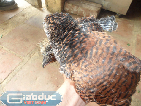 Tuy nhiên theo như một số người cao tuổi có kinh nghiệm nhiều năm đi rừng cho biết, đây hoàn toàn không phải là "chim lạ" mà chỉ là chim Bìm Bịp loại lớn (bìm bịp có 2 loại lớn và nhỏ). Bìm bịp loại lớn khi trưởng thành mỗi con có khối lượng gần 1kg, lông cánh và lưng màu đỏ, lông đuôi rất dài có màu tím đen. Đặc biệt, bìm bịp là loại chim ăn thịt khá hung dữ, chúng thích ăn mồi sống và nhất là các loại rắn nên thường được sử dụng để ngâm rượu như một bài thuốc để bồi bổ cơ thể. Tuy nhiên theo như một số người cao tuổi có kinh nghiệm nhiều năm đi rừng cho biết, đây hoàn toàn không phải là "chim lạ" mà chỉ là chim Bìm Bịp loại lớn (bìm bịp có 2 loại lớn và nhỏ). Bìm bịp loại lớn khi trưởng thành mỗi con có khối lượng gần 1kg, lông cánh và lưng màu đỏ, lông đuôi rất dài có màu tím đen. Đặc biệt, bìm bịp là loại chim ăn thịt khá hung dữ, chúng thích ăn mồi sống và nhất là các loại rắn nên thường được sử dụng để ngâm rượu như một bài thuốc để bồi bổ cơ thể.