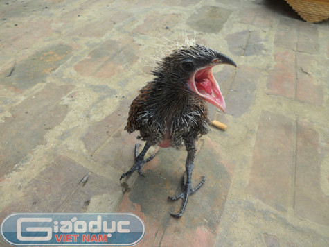 Đặc biệt, anh T. cho biết đôi chim này tuy còn non nhưng đã ra rất hung dữ, mỗi khi có người đến gần là chúng xù lông, xõa cánh mổ tới tấp đồng thời phát ra những tiếng kêu, rít "phì phì, khè khè" rất chói tai như tiếng rắn hổ mang phì. Ngoài ra đôi "chim lạ" này chỉ ăn thịt chứ không ăn bất cứ thứ gì khác. Đặc biệt, anh T. cho biết đôi chim này tuy còn non nhưng đã ra rất hung dữ, mỗi khi có người đến gần là chúng xù lông, xõa cánh mổ tới tấp đồng thời phát ra những tiếng kêu, rít "phì phì, khè khè" rất chói tai như tiếng rắn hổ mang phì. Ngoài ra đôi "chim lạ" này chỉ ăn thịt chứ không ăn bất cứ thứ gì khác.