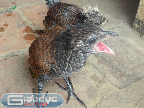 Theo như anh T. nói thì đây là lần đầu tiên anh nhìn thấy loài chim lạ và dữ tợn như vậy Theo như anh T. nói thì đây là lần đầu tiên anh nhìn thấy loài chim lạ và dữ tợn như vậy