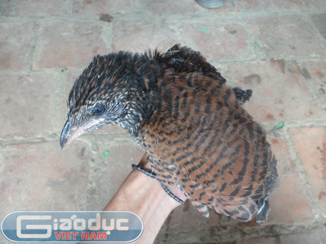 Tuy nhiên theo như một số người cao tuổi có kinh nghiệm nhiều năm đi rừng cho biết, đây hoàn toàn không phải là "chim lạ" mà chỉ là chim Bìm Bịp loại lớn (bìm bịp có 2 loại lớn và nhỏ). Bìm bịp loại lớn khi trưởng thành mỗi con có khối lượng gần 1kg, lông cánh và lưng màu đỏ, lông đuôi rất dài có màu tím đen. Đặc biệt, bìm bịp là loại chim ăn thịt khá hung dữ, chúng thích ăn mồi sống và nhất là các loại rắn nên thường được sử dụng để ngâm rượu như một bài thuốc để bồi bổ cơ thể. Tuy nhiên theo như một số người cao tuổi có kinh nghiệm nhiều năm đi rừng cho biết, đây hoàn toàn không phải là "chim lạ" mà chỉ là chim Bìm Bịp loại lớn (bìm bịp có 2 loại lớn và nhỏ). Bìm bịp loại lớn khi trưởng thành mỗi con có khối lượng gần 1kg, lông cánh và lưng màu đỏ, lông đuôi rất dài có màu tím đen. Đặc biệt, bìm bịp là loại chim ăn thịt khá hung dữ, chúng thích ăn mồi sống và nhất là các loại rắn nên thường được sử dụng để ngâm rượu như một bài thuốc để bồi bổ cơ thể.