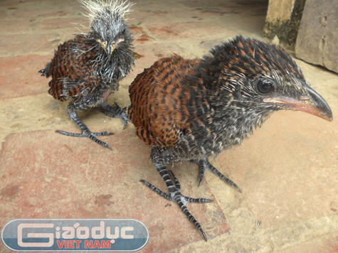 Theo như anh T. nói thì đây là lần đầu tiên anh nhìn thấy loài chim lạ và dữ tợn như vậy. Phán đoán của anh thì rất có thể đó là chim diều hâu hoặc đại bàng núi....(!?) Theo như anh T. nói thì đây là lần đầu tiên anh nhìn thấy loài chim lạ và dữ tợn như vậy. Phán đoán của anh thì rất có thể đó là chim diều hâu hoặc đại bàng núi....(!?)