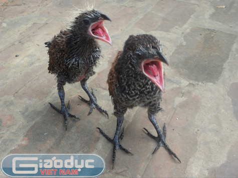 Anh Bùi Văn T. ở xóm Đồng Chúi (xã Tân Vinh, Lương Sơn, Hòa Bình) cho biết cách đây gần 1 tuần, trong khi đi chặt tre trong vườn nhà đã phát hiện và bắt được một tổ chim khá lớn có kích thước bằng cái thúng được đan, kết bằng cành cây và lá cây khô. Bên trong tổ có 2 con chim non mà theo như lời anh T. cho biết là "rất lạ" với màu lông vằn đan xen giữa vàng và đen. Chân có màu đen tuyền với móng vuốt rất sắc nhọn, khi cân lên có khối lượng 0,4kg mỗi con. Anh Bùi Văn T. ở xóm Đồng Chúi (xã Tân Vinh, Lương Sơn, Hòa Bình) cho biết cách đây gần 1 tuần, trong khi đi chặt tre trong vườn nhà đã phát hiện và bắt được một tổ chim khá lớn có kích thước bằng cái thúng được đan, kết bằng cành cây và lá cây khô. Bên trong tổ có 2 con chim non mà theo như lời anh T. cho biết là "rất lạ" với màu lông vằn đan xen giữa vàng và đen. Chân có màu đen tuyền với móng vuốt rất sắc nhọn, khi cân lên có khối lượng 0,4kg mỗi con.