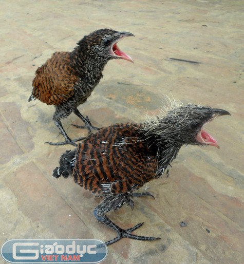 Anh Bùi Văn T. ở xóm Đồng Chúi (xã Tân Vinh, Lương Sơn, Hòa Bình) cho biết cách đây gần 1 tuần, trong khi đi chặt tre trong vườn nhà đã phát hiện và bắt được một tổ chim khá lớn có kích thước bằng cái thúng được đan, kết bằng cành cây và lá cây khô. Bên trong tổ có 2 con chim non mà theo như lời anh T. cho biết là "rất lạ" với màu lông vằn đan xen giữa vàng và đen. Chân có màu đen tuyền với móng vuốt rất sắc nhọn, khi cân lên có khối lượng 0,4kg mỗi con. Anh Bùi Văn T. ở xóm Đồng Chúi (xã Tân Vinh, Lương Sơn, Hòa Bình) cho biết cách đây gần 1 tuần, trong khi đi chặt tre trong vườn nhà đã phát hiện và bắt được một tổ chim khá lớn có kích thước bằng cái thúng được đan, kết bằng cành cây và lá cây khô. Bên trong tổ có 2 con chim non mà theo như lời anh T. cho biết là "rất lạ" với màu lông vằn đan xen giữa vàng và đen. Chân có màu đen tuyền với móng vuốt rất sắc nhọn, khi cân lên có khối lượng 0,4kg mỗi con.