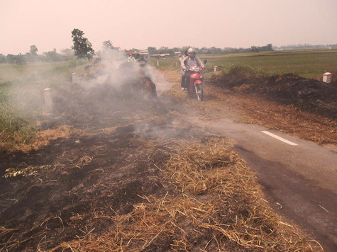 Nhiều hộ dân sau khi phơi khô đã chất rơm rạ lại thành từng đống lớn rồi đốt luôn ngay ven đường quốc lộ để lấy tro bón lúa khiến khói bụi bốc lên mù mịt làm cản trở tầm nhìn của người điều khiển phương tiện khi tham gia giao thông rất nhiều. Nhiều hộ dân sau khi phơi khô đã chất rơm rạ lại thành từng đống lớn rồi đốt luôn ngay ven đường quốc lộ để lấy tro bón lúa khiến khói bụi bốc lên mù mịt làm cản trở tầm nhìn của người điều khiển phương tiện khi tham gia giao thông rất nhiều.