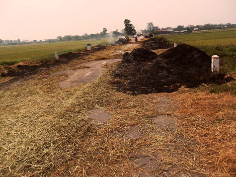 Rơm rạ được chất đống để đốt. Rơm rạ được chất đống để đốt.