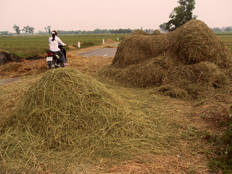 "Đến hẹn lại lên", mỗi khi bước vào thời điểm thu hoạch lúa là tình trạng phơi thóc lúa, rơm rạ ra lòng đường quốc lộ lại diễn ra khá phổ biến. "Đến hẹn lại lên", mỗi khi bước vào thời điểm thu hoạch lúa là tình trạng phơi thóc lúa, rơm rạ ra lòng đường quốc lộ lại diễn ra khá phổ biến.