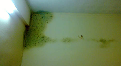 7. Rêu, bùn: Nếu bạn bị dị ứng với nấm mốc, một khoảng sân ẩm có rêu, bùn cũng có thể gây ra nghẹt mũi, mắt bị kích thích hoặc khiến bạn thở khò khè. Đặc biệt trong trường hợp khoảng đất đó luôn trong tình trạng ẩm ướt, nó có thể gây bệnh cho cả gia đình bạn.