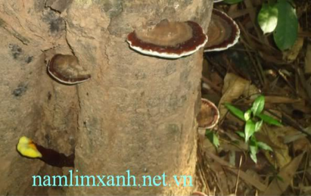 Nấm lim xanh mọc từ thân cây Nấm lim xanh mọc từ thân cây
