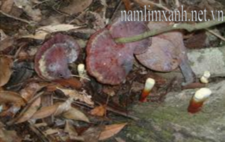 Nấm lim xanh mọc từ rễ cây Nấm lim xanh mọc từ rễ cây