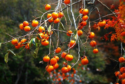 Quả hồng: Quả hồng có tác dụng phòng ngừa bệnh trĩ. Theo Đông y, hồng có vị chát, tính bình, thông kinh mạch phổi, tì (lá nách), thận, đại tràng; có tác dụng thanh nhiệt… nên có thể giúp giảm táo bón, đau nhức do bệnh trĩ gây ra. Quả hồng: Quả hồng có tác dụng phòng ngừa bệnh trĩ. Theo Đông y, hồng có vị chát, tính bình, thông kinh mạch phổi, tì (lá nách), thận, đại tràng; có tác dụng thanh nhiệt… nên có thể giúp giảm táo bón, đau nhức do bệnh trĩ gây ra.