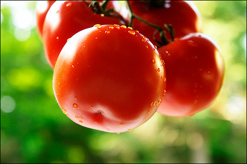 Cà chua: Giá trị dinh dưỡng của cà chua đã trở thành huyền thoại, mùa hè ăn nhiều cà chua có thể phòng ngừa hiệu quả những tác hại của tia cực tím. Cà chua còn chứa nhiều vitamin, lycopene, và các thành phần khác như axit citric, axit malic, pectin đều có tác dụng thúc đẩy dạ dày và ruột. Cà chua: Giá trị dinh dưỡng của cà chua đã trở thành huyền thoại, mùa hè ăn nhiều cà chua có thể phòng ngừa hiệu quả những tác hại của tia cực tím. Cà chua còn chứa nhiều vitamin, lycopene, và các thành phần khác như axit citric, axit malic, pectin đều có tác dụng thúc đẩy dạ dày và ruột.