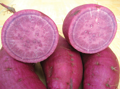 Đồng thời, hàm lượng beta-carotene có trong khoai lang không hề ít hơn hàm lượng này trong cà rốt. β-carotene có tác dụng chống bức xạ điện tử do đó mà khoai lang có tác dụng phòng ngừa ung thư. Ngoài ra, hàm lượng chất xơ cao trong khoai lang hiệu quả trong việc chữa trị chứng táo bón và phòng ngừa ung thư đại trực tràng.