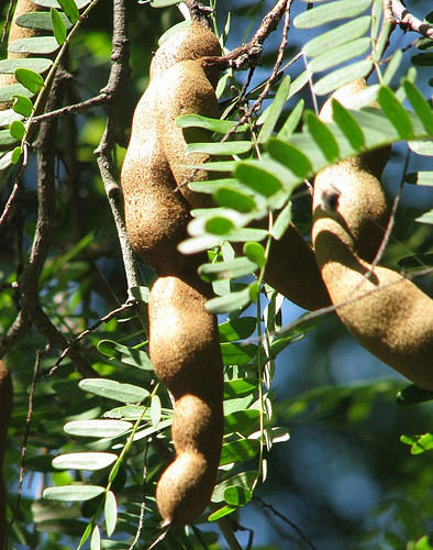 Me là một nguồn cung cấp thiamin tuyệt vời, nó có lợi cho hệ thần kinh hoạt động tốt. Vậy nên, chẳng có cớ gì bạn lại không ăn me hàng ngày. Me là một nguồn cung cấp thiamin tuyệt vời, nó có lợi cho hệ thần kinh hoạt động tốt. Vậy nên, chẳng có cớ gì bạn lại không ăn me hàng ngày.