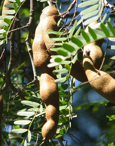 Me là một nguồn cung cấp thiamin tuyệt vời, nó có lợi cho hệ thần kinh hoạt động tốt. Vậy nên, chẳng có cớ gì bạn lại không ăn me hàng ngày.