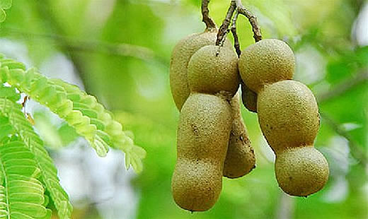 1. Giúp hệ thần kinh hoạt động tốt (hàm lượng thiamin 29%): Bạn thường xuyên cảm thấy bị tê ở chân? Bạn có biết rằng nguyên nhân chính gây ra các chứng tê ở bắp chân, chuột rút, đau mỏi và kim châm ở lòng bàn chân chính là do thiếu thiamin gây nên. 1. Giúp hệ thần kinh hoạt động tốt (hàm lượng thiamin 29%): Bạn thường xuyên cảm thấy bị tê ở chân? Bạn có biết rằng nguyên nhân chính gây ra các chứng tê ở bắp chân, chuột rút, đau mỏi và kim châm ở lòng bàn chân chính là do thiếu thiamin gây nên.