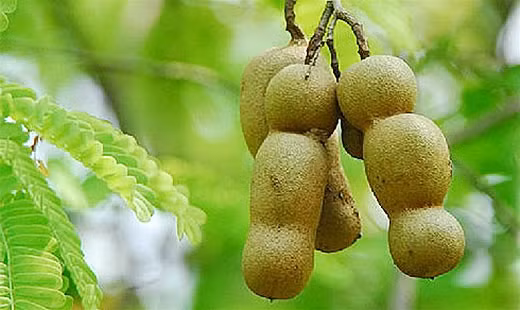 1. Giúp hệ thần kinh hoạt động tốt (hàm lượng thiamin 29%): Bạn thường xuyên cảm thấy bị tê ở chân? Bạn có biết rằng nguyên nhân chính gây ra các chứng tê ở bắp chân, chuột rút, đau mỏi và kim châm ở lòng bàn chân chính là do thiếu thiamin gây nên.