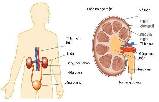Giữ cho thận khỏe mạnh là điều hết sức quan trọng, vì thận khỏe sẽ giúp tim khỏe mạnh. Một người có vấn đề về thận sẽ phải chịu những đau đớn vô cùng vì lúc này thận không còn khả năng xử lý chất thải ra khỏi cơ thể nên gây ra tình trạng viêm hoặc sỏi trong thận. Giữ cho thận khỏe mạnh là điều hết sức quan trọng, vì thận khỏe sẽ giúp tim khỏe mạnh. Một người có vấn đề về thận sẽ phải chịu những đau đớn vô cùng vì lúc này thận không còn khả năng xử lý chất thải ra khỏi cơ thể nên gây ra tình trạng viêm hoặc sỏi trong thận.