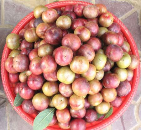 Ăn chua quá nhiều sẽ không có lợi cho tiêu hóa. Ngoài ra, vị chua còn làm thối rữa chân răng, đặc biệt răng tuổi nhi đồng, ăn mận nhiều dễ bị sâu răng. Ăn chua quá nhiều sẽ không có lợi cho tiêu hóa. Ngoài ra, vị chua còn làm thối rữa chân răng, đặc biệt răng tuổi nhi đồng, ăn mận nhiều dễ bị sâu răng.