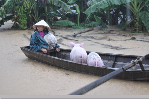 Thiệt hại do trận lũ gây ra cho người dân thị xã Hoàng Mai là 800 tỷ đồng khiến dư luận đặt câu hỏi việc xả lũ của đơn vị vận hành hồ Vực Mấu như vậy đã đúng hay chưa? Thiệt hại do trận lũ gây ra cho người dân thị xã Hoàng Mai là 800 tỷ đồng khiến dư luận đặt câu hỏi việc xả lũ của đơn vị vận hành hồ Vực Mấu như vậy đã đúng hay chưa?