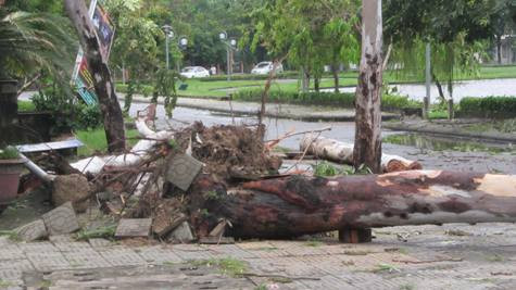 Cây xanh trong TP. Huế bị gió bão nhổ bật gốc Cây xanh trong TP. Huế bị gió bão nhổ bật gốc