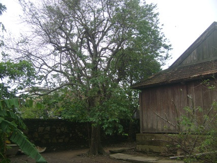 Cây khế hơn 100 năm tuổi gắn bó với tuổi thơ của Đại tướng Võ Nguyên Giáp Cây khế hơn 100 năm tuổi gắn bó với tuổi thơ của Đại tướng Võ Nguyên Giáp