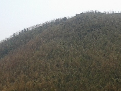 Ngọn núi Mũi Rồng nơi Vũng Chùa tựa lưng vào được người dân nơi đây xem là nơi ngọn núi linh thiêng Ngọn núi Mũi Rồng nơi Vũng Chùa tựa lưng vào được người dân nơi đây xem là nơi ngọn núi linh thiêng