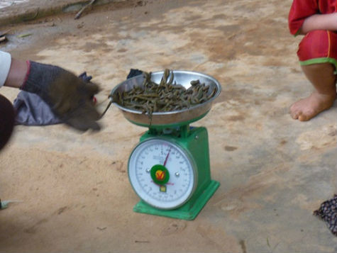 Mỗi ngày người dân kiếm được từ 65 – 70 nghìn đồng từ việc săn đỉa để bán.