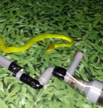 Một con rắn lục đuôi đỏ bò vào nhà ông Vĩnh, xóm 1, xã Khánh Sơn được gia đình ông phát hiện và đập chết (ảnh do người dân cung cấp) Một con rắn lục đuôi đỏ bò vào nhà ông Vĩnh, xóm 1, xã Khánh Sơn được gia đình ông phát hiện và đập chết (ảnh do người dân cung cấp)