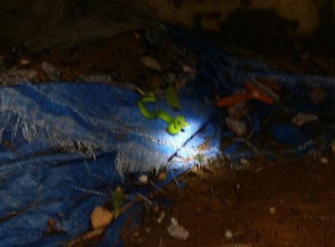 Thời gian qua rắn lục đuôi đỏ xuất hiện nhiều bất thường tại xã Khánh Sơn, huyện Nam Đàn, Nghệ An và bò cả vào nhà người dân Thời gian qua rắn lục đuôi đỏ xuất hiện nhiều bất thường tại xã Khánh Sơn, huyện Nam Đàn, Nghệ An và bò cả vào nhà người dân