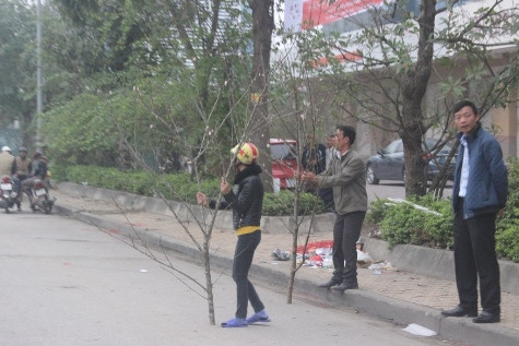 Tuy nhiên, năm nay do hoa đào nở sớm nên bán không được giá bằng các năm trước (ảnh Xuân Hòa)