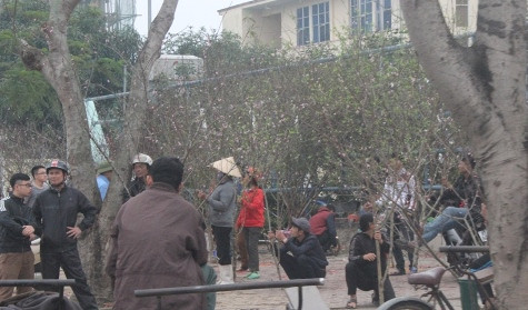 Dọc các con phố tại TP.Vinh người dân đem hoa đào, hoa mai bán dọc ven đường (ảnh Xuân Hòa)