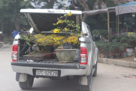 ... hoa mai tết có giá và cũng được nhiều gia đình mua về trang trí trong nhà để chuẩn bị đón tết Nguyên đán (ảnh Xuân Hòa)
