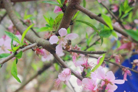 Cánh hoa đào khoe sắc đón xuân sắp đến (ảnh Xuân Hòa)