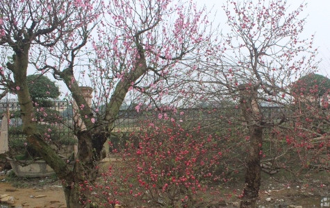 Giá những gốc đào cổ thụ, đào rừng này có giá lên đến hàng chục triệu đồng một cây (ảnh Xuân Hòa)