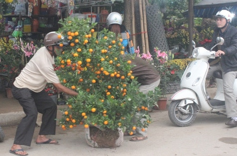 Quất cảnh và ...
