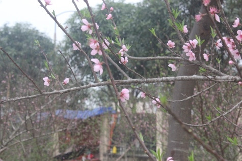 Những cành đào đã nở rộ gần tàn nên giá bán chỉ 100 đến 500 nghìn một cành (ảnh Xuân Hòa)