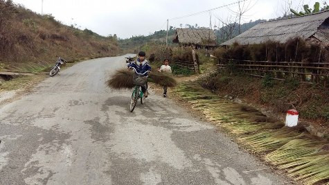 Số đốt chổi vừa chặt về không bán được thì các em không có đồ mới để mặc tết (ảnh Xuân Hòa) Số đốt chổi vừa chặt về không bán được thì các em không có đồ mới để mặc tết (ảnh Xuân Hòa)