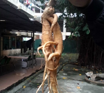 Loại "sâm" mà các nạn nhân đã ăn nhầm dẫn đến nhập viện (ảnh Long Nhật) Loại "sâm" mà các nạn nhân đã ăn nhầm dẫn đến nhập viện (ảnh Long Nhật)