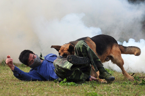Mỗi một chó có một huấn luyện viên riêng biệt. Chó đi đâu, huấn luyện viên đi theo đấy, cùng nhau làm nhiệm vụ.
