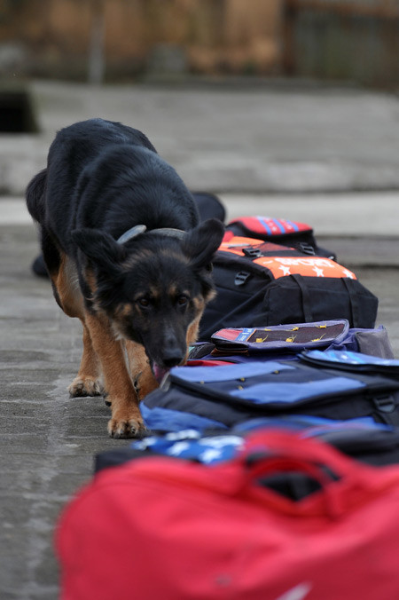 Chất ma túy hoặc chất nổ được giấu trong một chiếc cặp và để chó tập truy tìm.