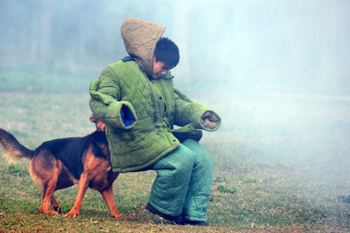 Cả trung tâm chỉ có khoảng 15 con thuộc loại giỏi, liên tục được cử đi làm nhiệm vụ. Các huấn luyện viên đều phải có một quá trình gian khổ suốt 2 đến 3 năm để đào tạo thành công một con chó làm được việc.
