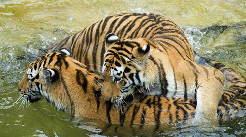 Số lượng hổ ở Ấn Độ suy giảm đáng báo động trong những thập kỷ gần đây - Ảnh: earthtimes.org