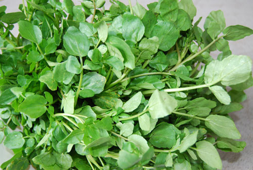 Cải xoong Cải xoong