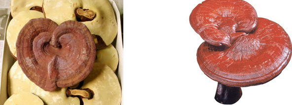 10.Nấm Linh chi: Đây là các loài nấm gỗ mọc hoang ở những vùng núi cao và lạnh.Nấm có cuống, cuống nấm có màu (mỗi loài có 1 màu riêng: nâu, đỏ vàng, đỏ cam).Mũ nấm có nhiều hình dạng, phổ biến là hình thận và hình tròn.