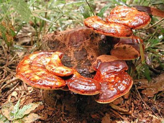 Nấm Linh Chi là dược thảo bổ sung cho sức khỏe có tác dụng tốt cho mọi lứa tuổi, kể cả trẻ em và phụ nữ mang thai. Ngoài ra, còn có tác dụng trị đau nhức, chống dị ứng, kháng viêm, kháng khuẩn, chống ung thư, kháng siêu vi, làm giảm huyết áp, trợ tim, làm hạ cholesterol, làm giảm xơ cứng thành động mạch, giúp thư giãn thần kinh, làm thư giãn bắp thịt.