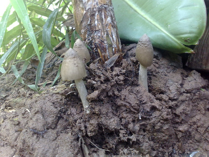 5. Nấm mối là một loại thực phẩm quý hiếm, hương vị ngọt, thơm đặc trưng không loại nấm nào thay thế được.