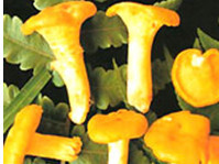 7.Nấm mỡ gà: Nấm có hình dáng khá đặc biệt, mép xung quanh nón nấm nhô lên cao trong khi phần đỉnh giữa lại lõm xuống và màu sắc toàn thân nấm màu vàng mơ hay màu lòng đỏ trứng gà nên được gọi là nấm mỡ gà.